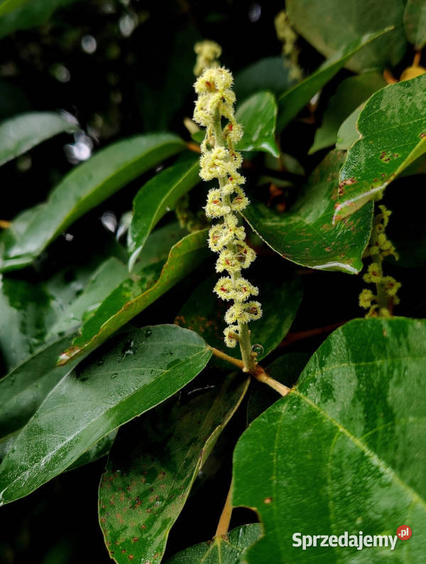 DRZEWO KAMALA Mallotus philippensis NASIONA 100g kujawsko-pomorskie Lubanie