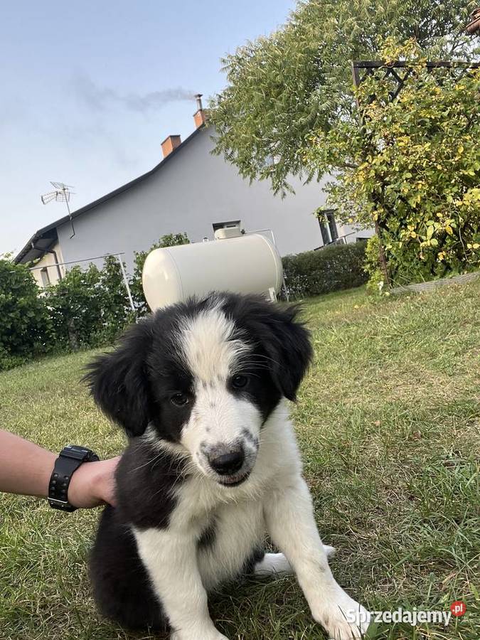 Border Collie szczeniaki