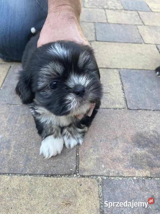 szczeniaczki shih tzu Brody Duże