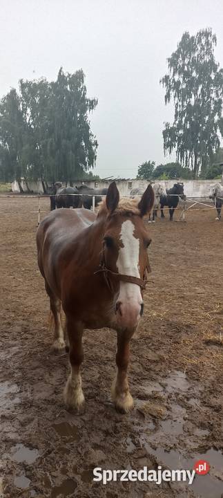 Sprzedam Klacz 8 lat mazowieckie Ujrzanów