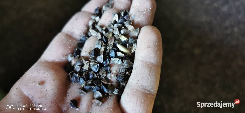 Gryka tatarka zbiór 2025 Waleńczów