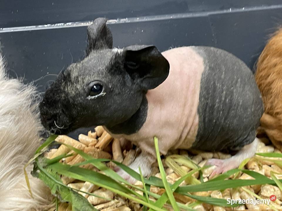 kawia skin łysa świnka morska samiczka sprzedam