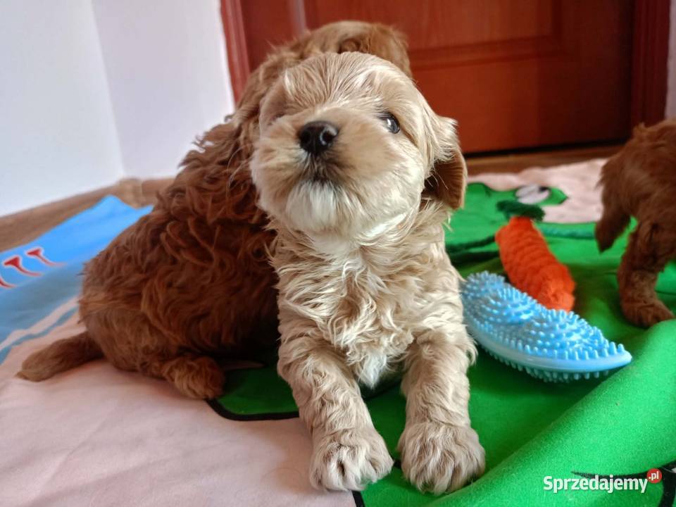 Maltipoo f1b Piesek Pozostałe