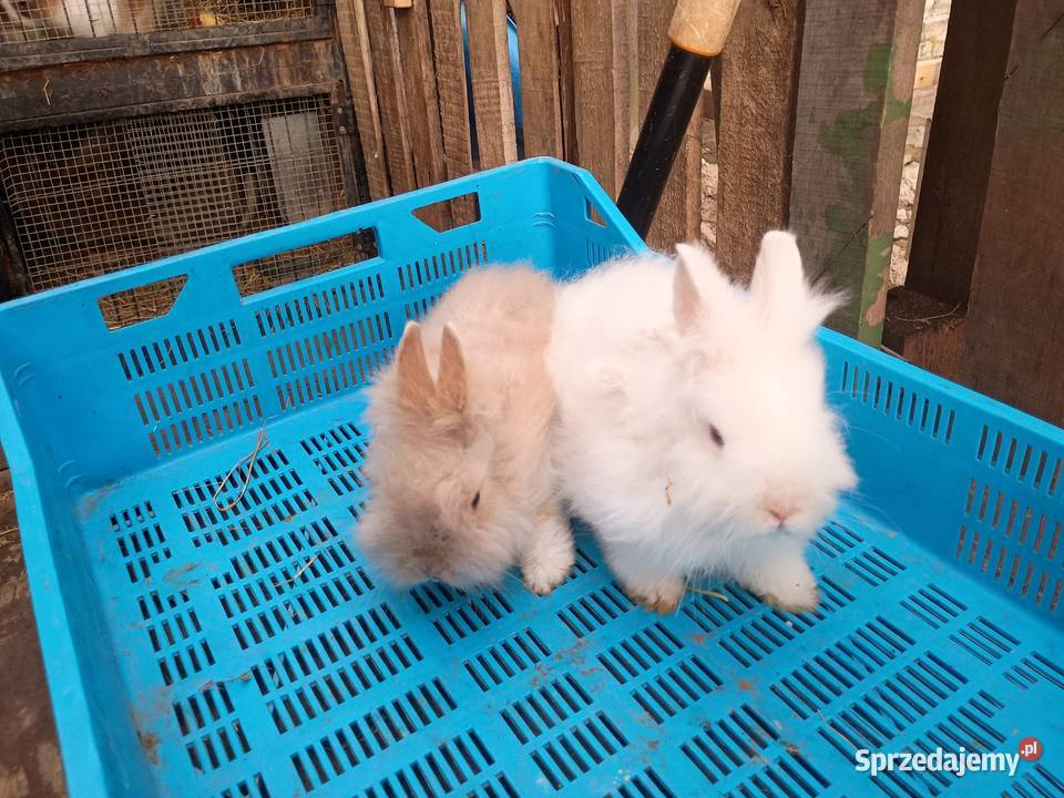 Sprzedam króliki miniaturki Gryzonie Tomaszów Lubelski