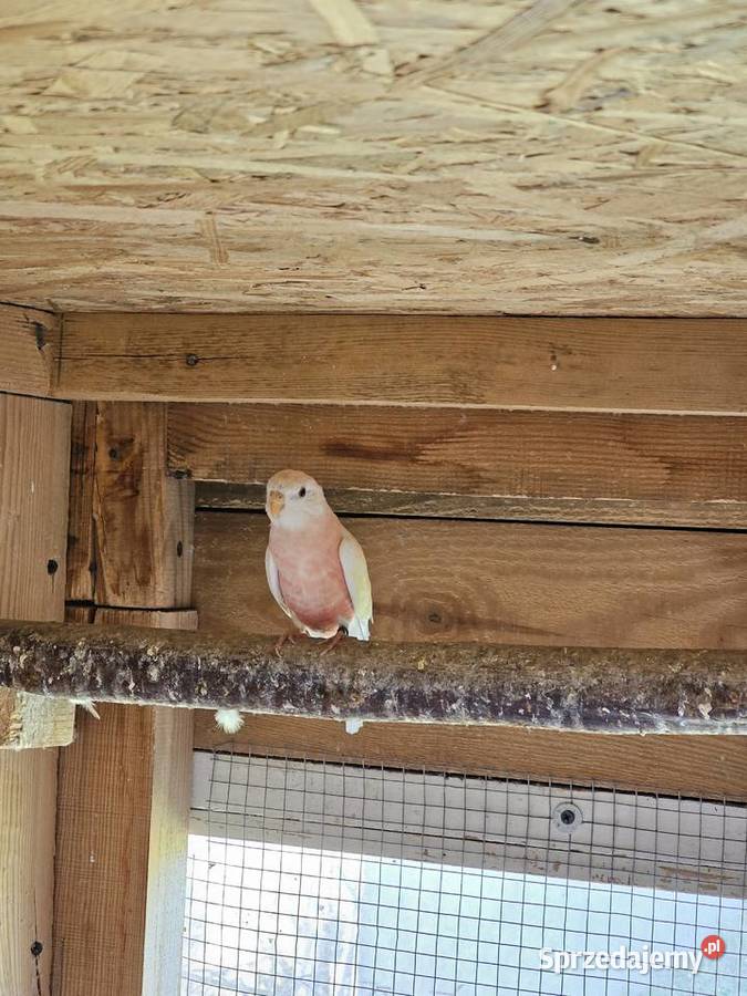 Papugi lilianki Zamość