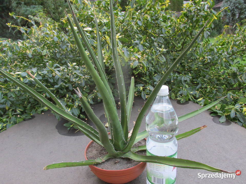 Mrozoodporna kilkunastoletnia agawa do 23C agave Kraków sprzedam