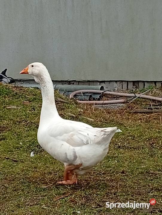 Chołmogon para młoda Lubiszyn