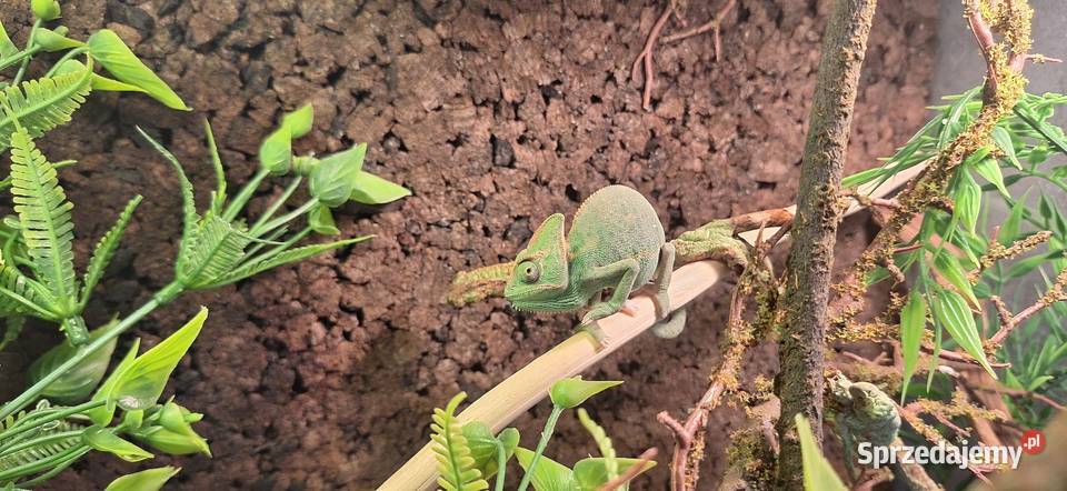 Kameleon jemeński samiec Wołomin