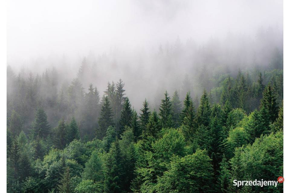 Tapeta fototapeta Las we mgle Las 13907 Ściany i elewacje Leszno