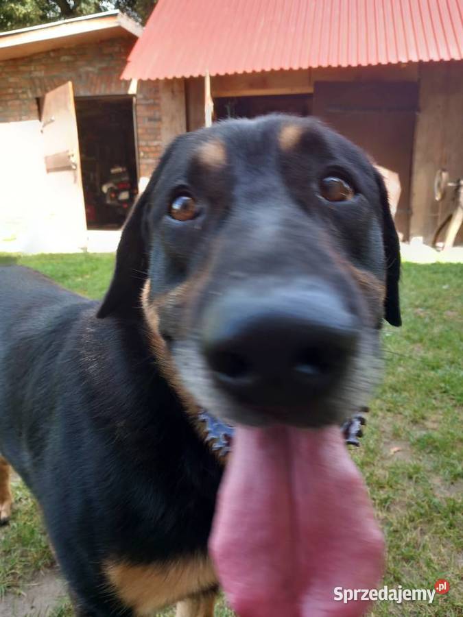 SAM traktorek traktor ciągnik żuk maluch prl las Jarosław