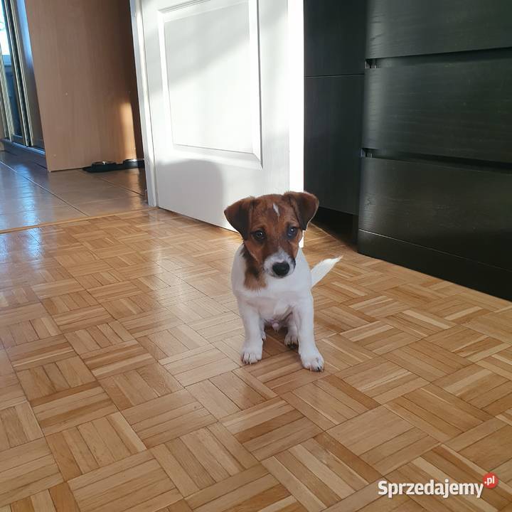 Jack Russell Terrier Zwierzęta Kielce sprzedam