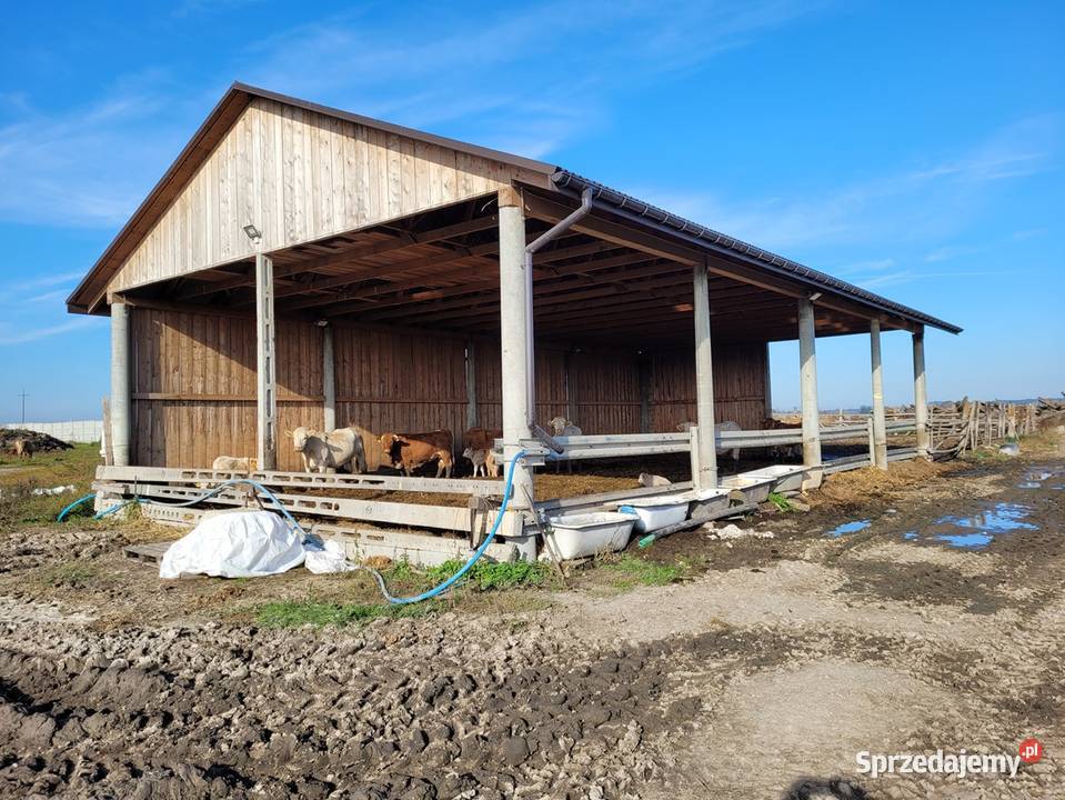 Syndyk sprzeda gospodarstwo rolne i maszyny rolna Raków