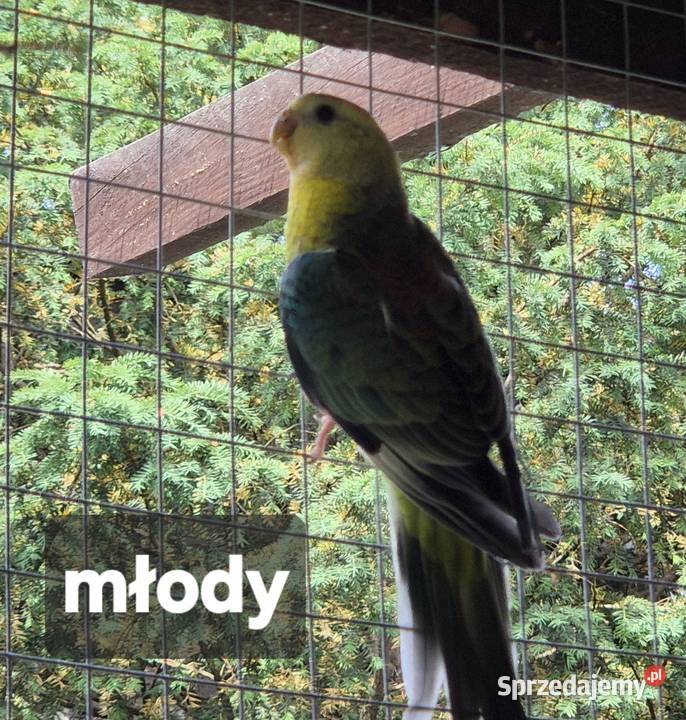 Świergotki dwie pary lęgowe i dwa młode Sulejów sprzedam