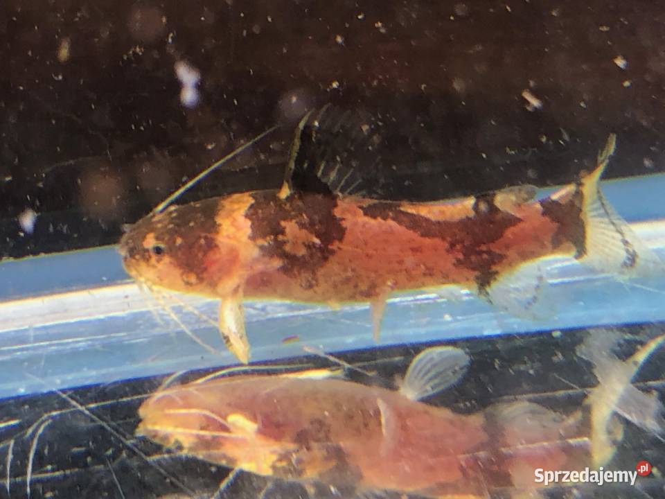 Sum wenezuelski Arlekinek Justynów sprzedam