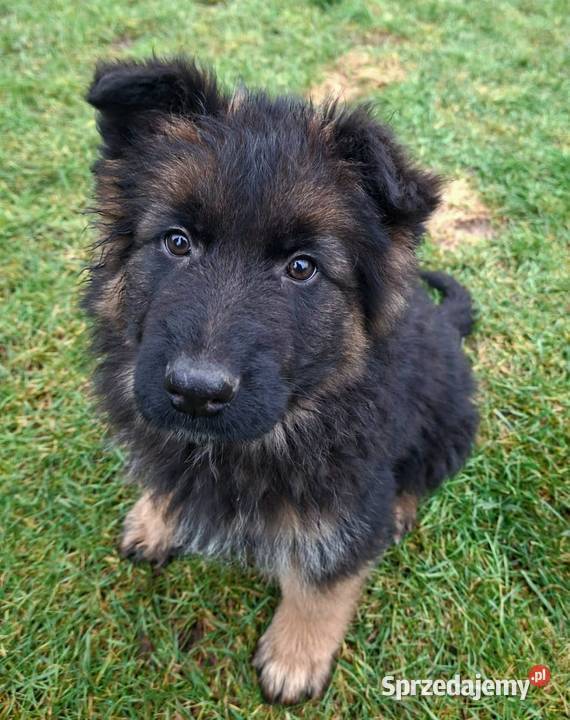 owczarek niemiecki długowłosy dolnośląskie Długołęka