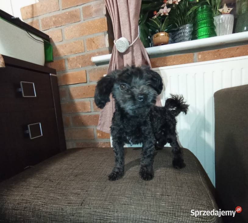 Irokez piesek rasy Rosyjska Bolonka Kolorowa wielkopolskie