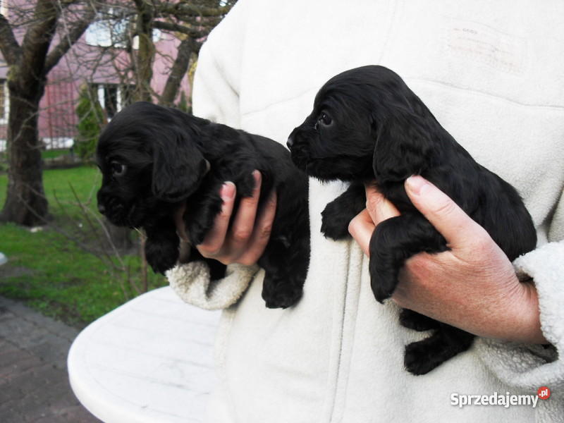 COCKER SPANIEL ANGIELSKI SZCZENIACZKI Trzcianka