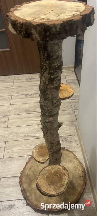 Kwietnik z brzozy inny kolor wielkopolskie Poznań