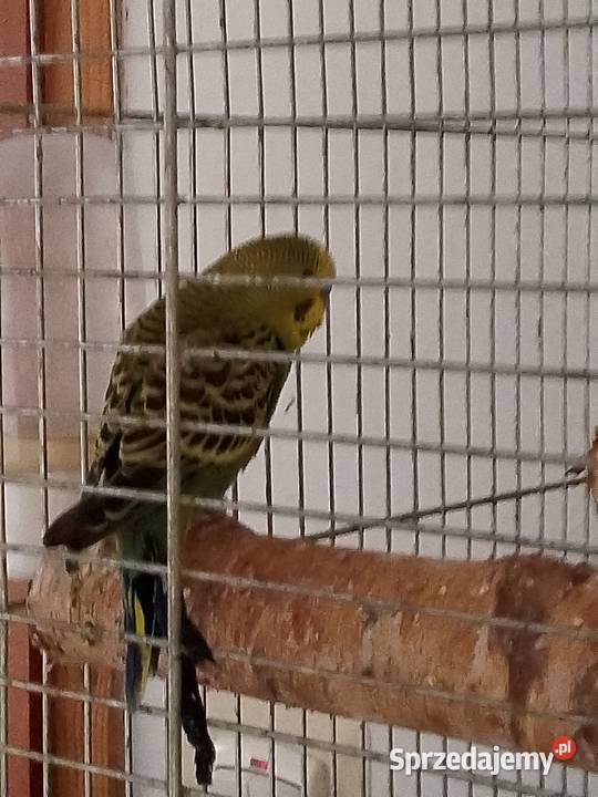 Papugi faliste młode łódzkie