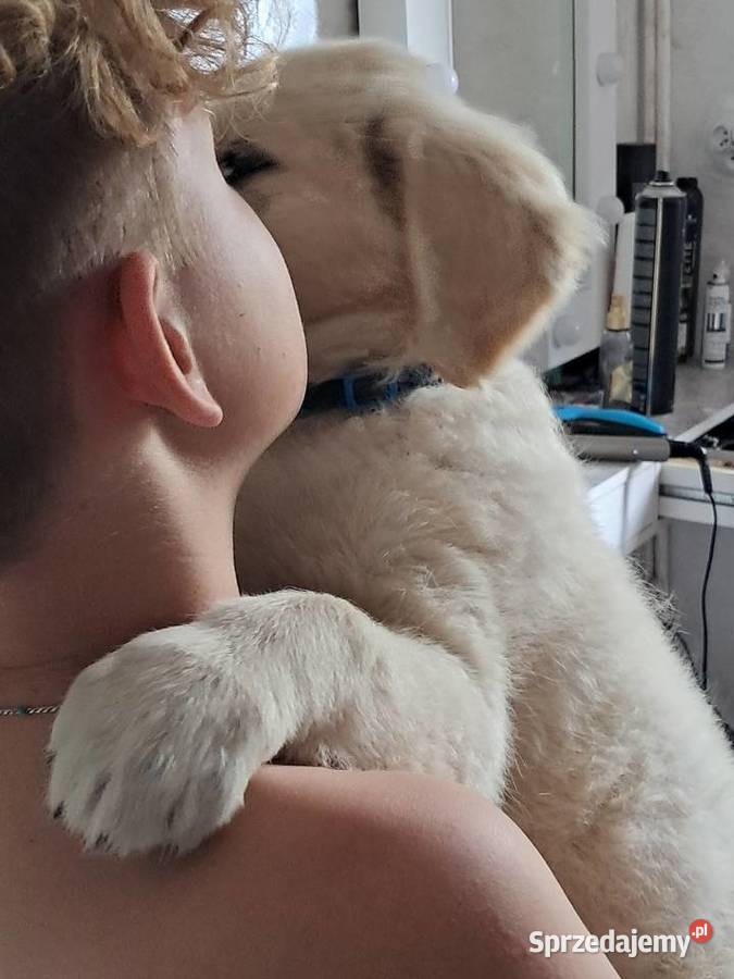 Golden retriever ZKwPFCI