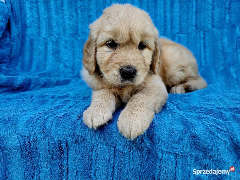 Golden Retriever złoty szczeniak