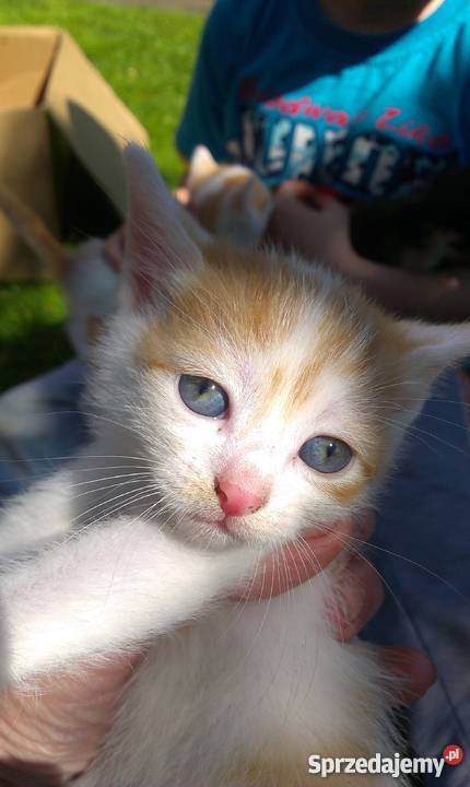 Do adopcji młode kocięta śląskie Będzin