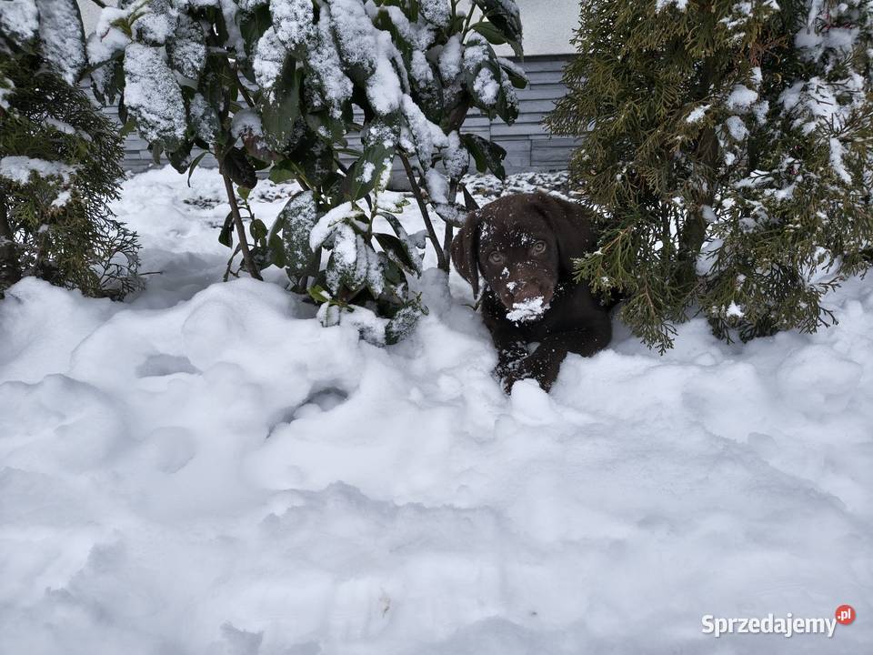 Śliczne suczki Labrador retriever Rodzice FCi i