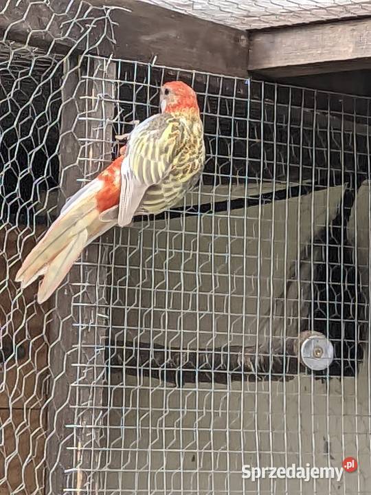 Rozella białolicarudosterki Zwierzęta Jazowsko