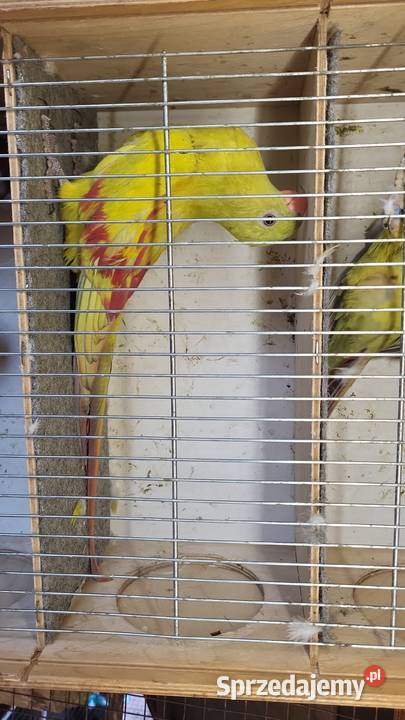 Sprzedam papugi rozelle białolice górskie małopolskie Nowy Sącz