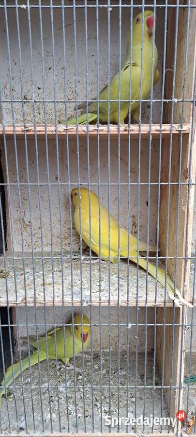 Papugi aleksandretty obrożne wielkopolskie Konin