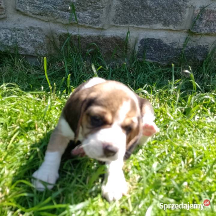 Sprzedam szczeniaka rasy Beagle Kutno