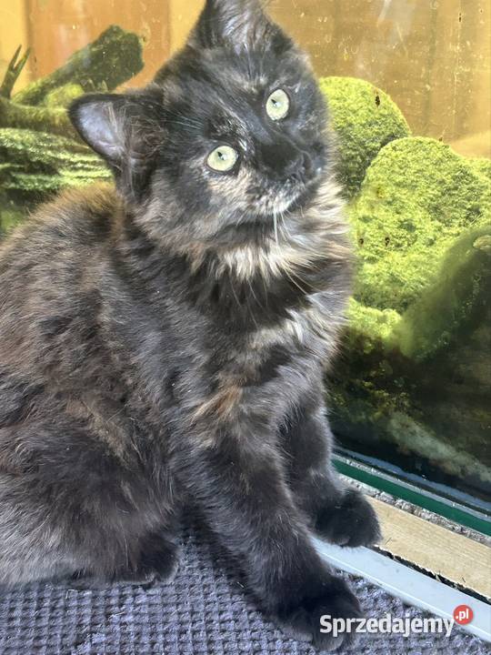 Koteczka Norweska Leśna Rybnik