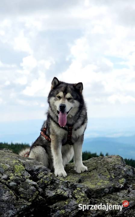 Alaskan Malamute jesień 2026 Arctic Challenge mazowieckie Wesoła