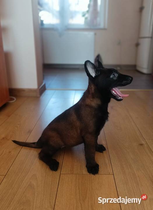 Owczarek belgijski malinois Jędrzejów