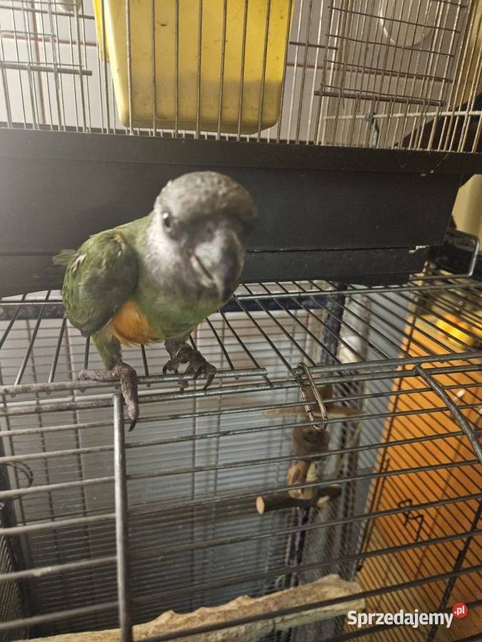 Afrykanka Senegalska Ptaki kujawsko-pomorskie Bydgoszcz