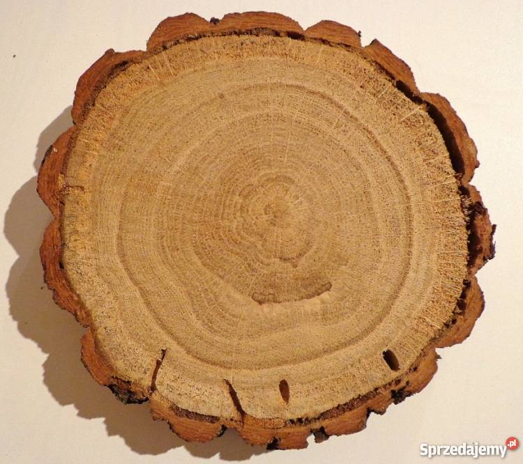 Plaster drewna dąb szlifowany 2025 Plastry Duży śląskie Rybnik
