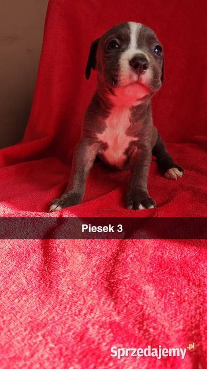 Amstaff Szczeniaki Radomsko sprzedam