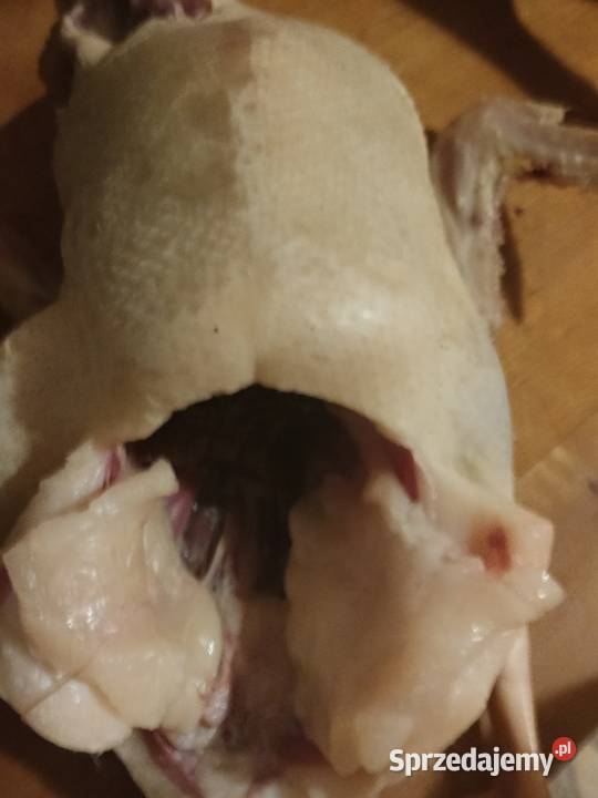 Sprzedam kaczki białe pekin Domatowo