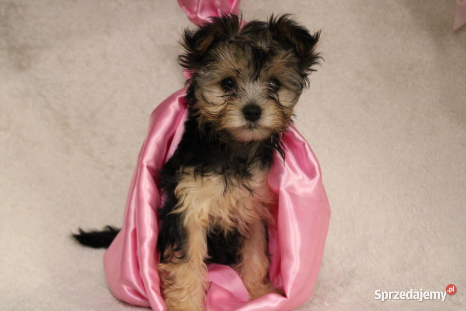 Yorkshire Terrier suczka