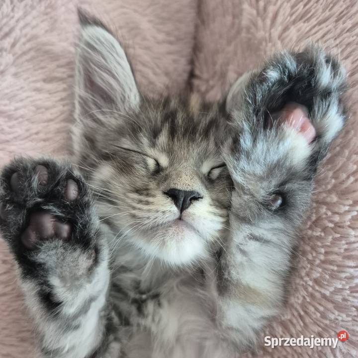 Maine coon kocięta Rurzyca