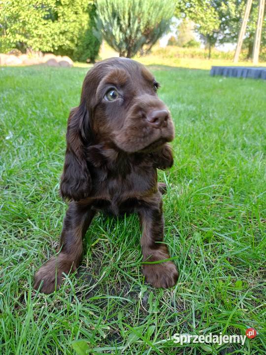 Cocer Spaniel Angielski Płock