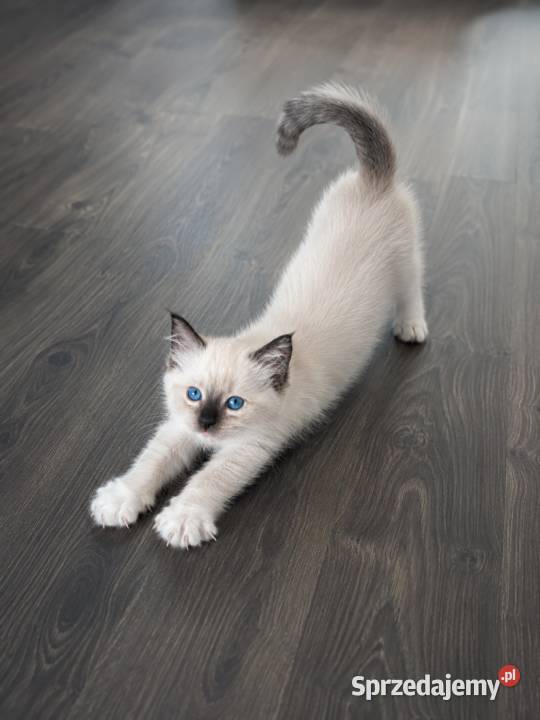 Ragdoll Seal Point śliczna koteczka odbiór Rzeszów