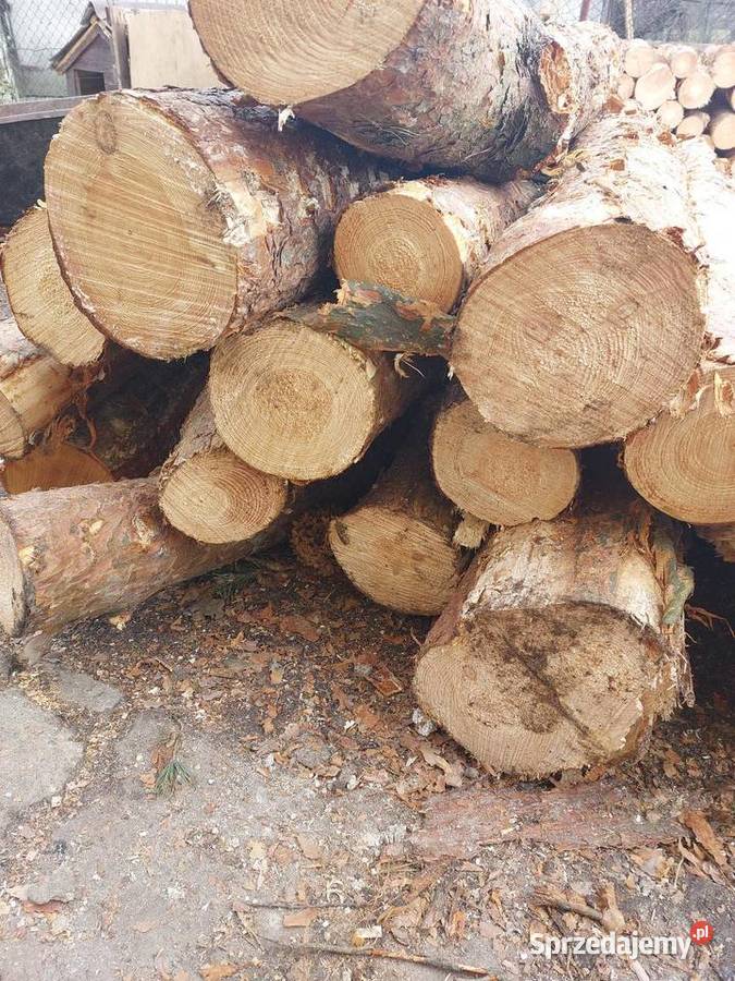 Sosna średnia I gruba Kleczew