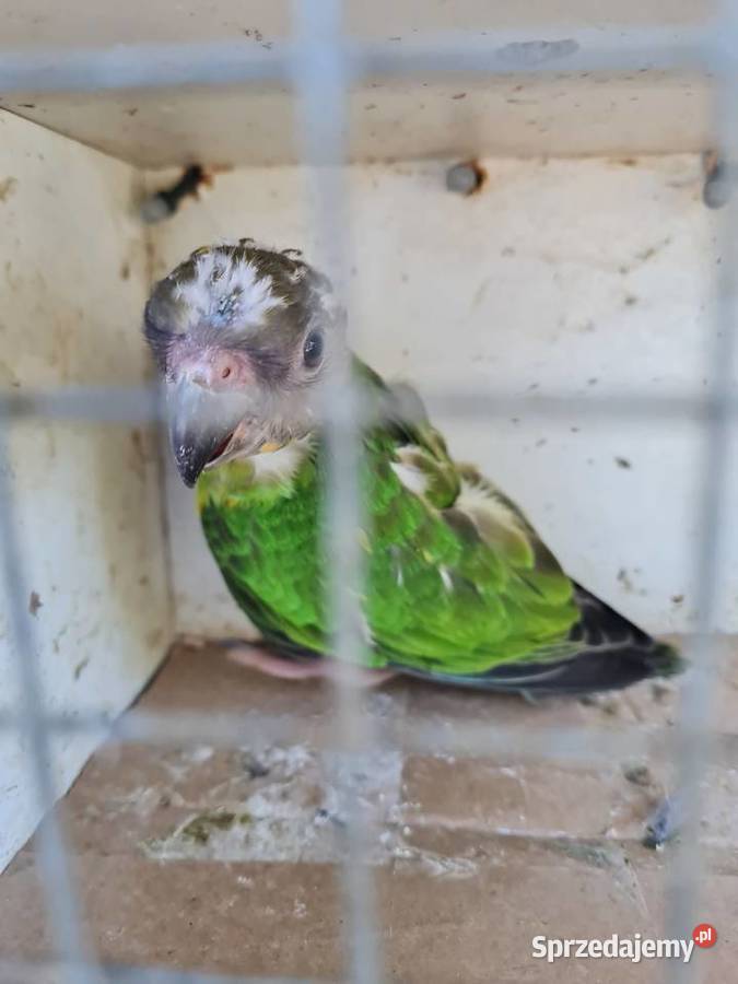 Afrykanka senegalska małopolskie