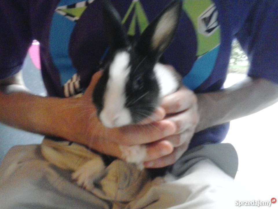 Krlik miniaturka lubelskie Lublin sprzedam