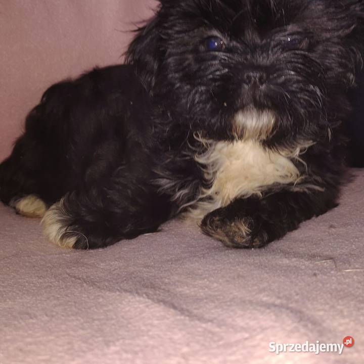Szczenięta Shihtzu lwia ferajna Psy Bircza