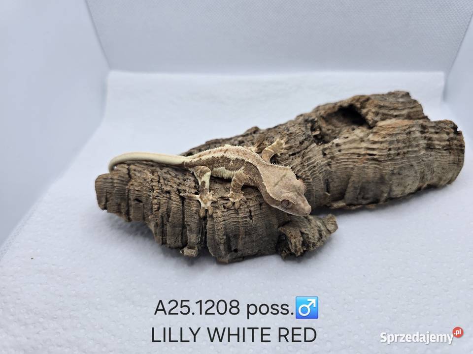 Gekony orzęsione Zawiercie