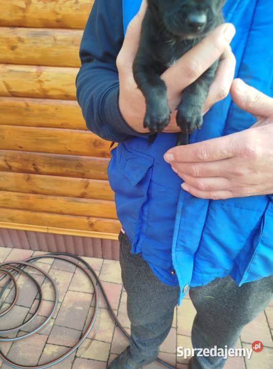 Chichuahua piesek Nowy Dwór Mazowiecki