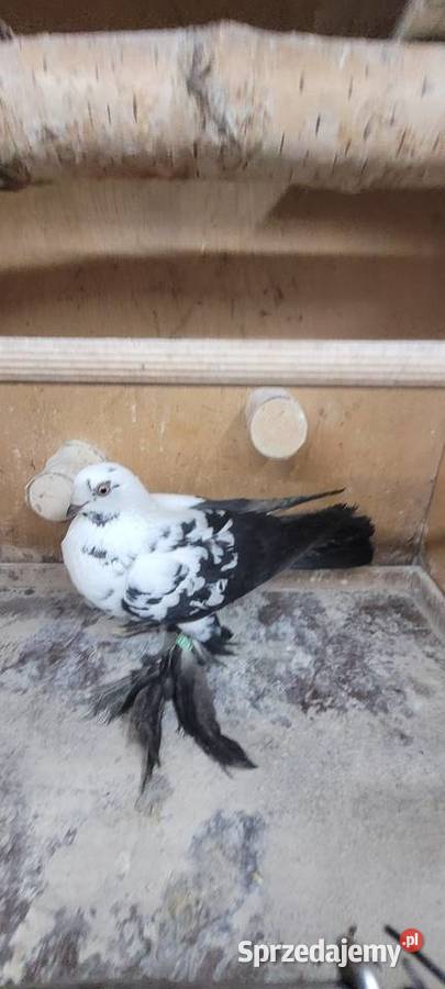 Gołębie widyn polski sprzedam