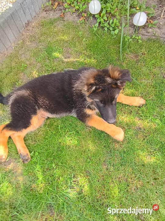 Owczarek niemiecki Konin sprzedam